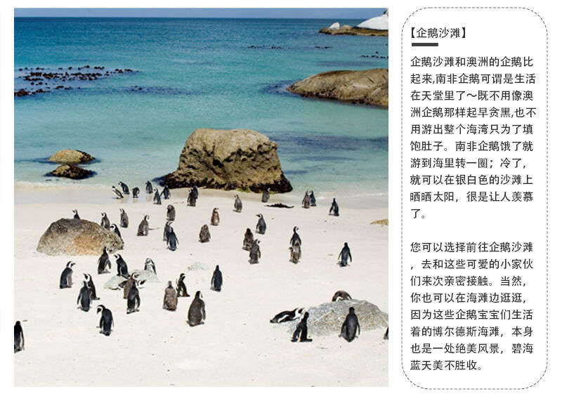 南非开普敦半岛一日游私家游(好望角+豪特湾+博多斯海滩) 行程图 4