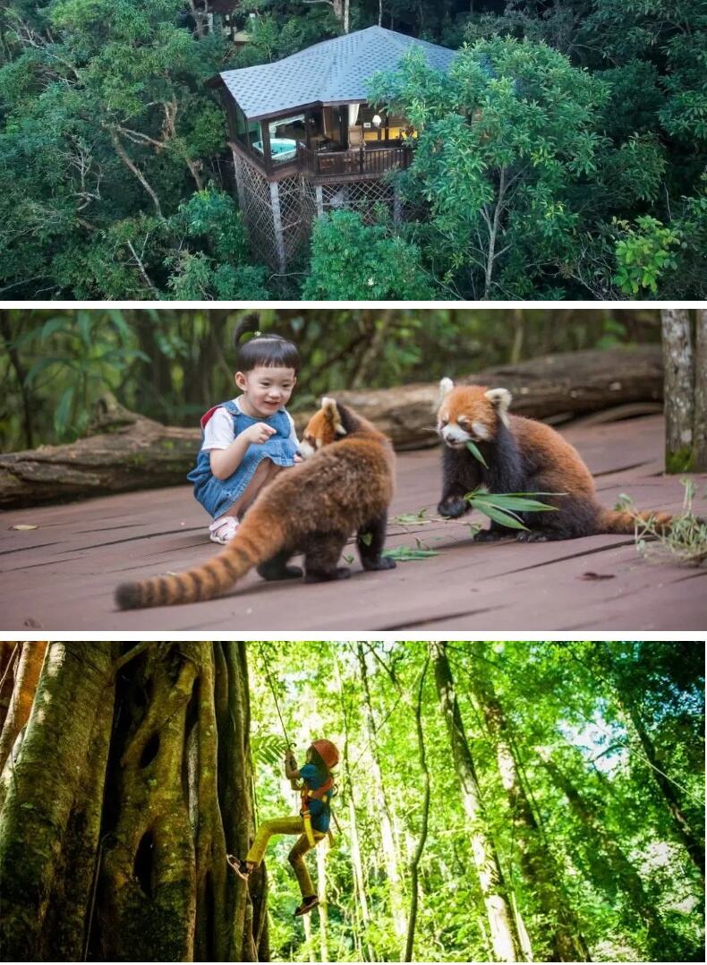 亲子小熊猫庄园云南普洱西双版纳旅游5天4晚当地纯玩私家团旅行 行程图 3
