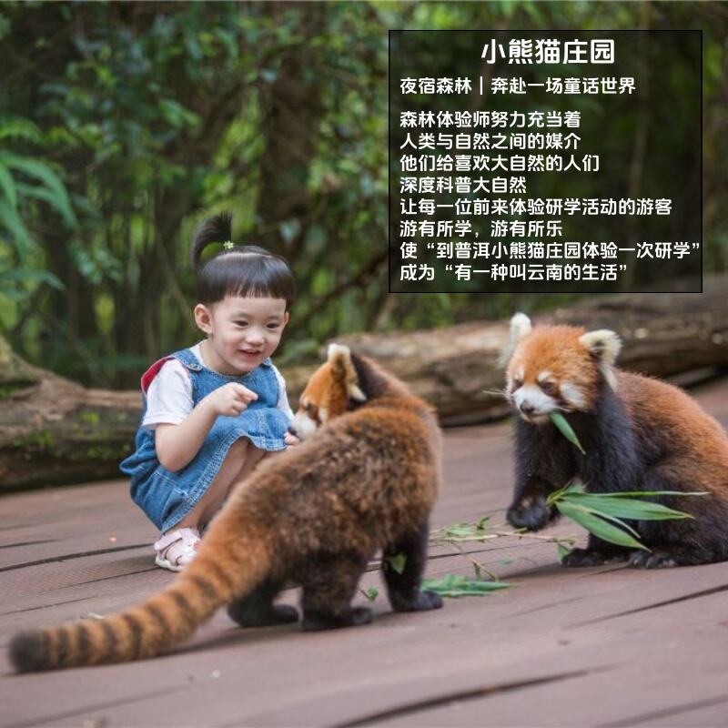 亲子小熊猫庄园云南普洱西双版纳旅游5天4晚当地纯玩私家团旅行