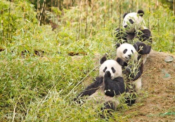 ❣️成都熊猫基地私人导览半日游 行程图 2