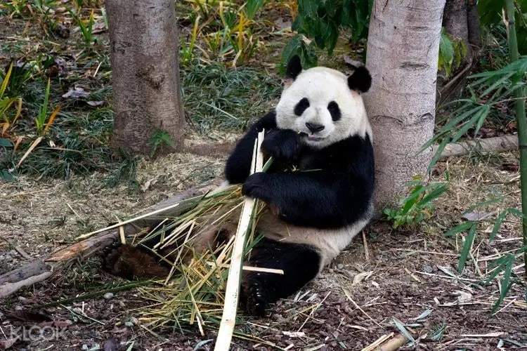 ❣️成都熊猫基地私人导览半日游 行程图 3