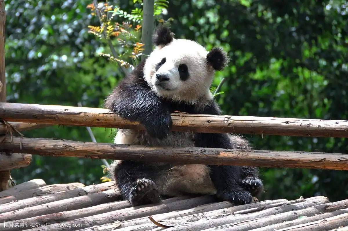 ❣️成都熊猫基地私人导览半日游 行程图 4