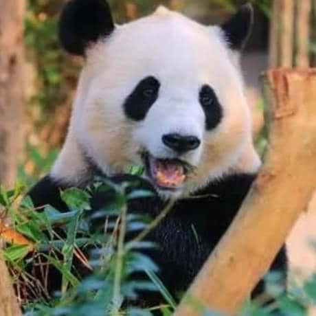 ❣️成都熊猫基地私人导览半日游（成都大熊猫繁育研究基地）