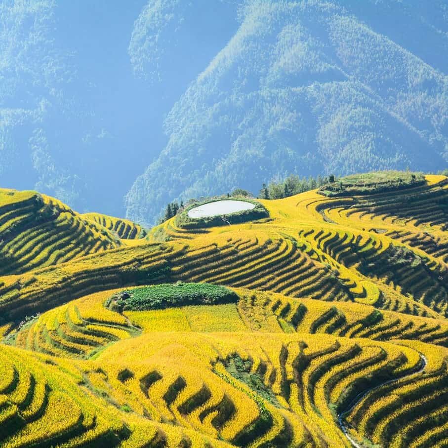 ❣️桂林龙脊平安梯田1日游览私家团