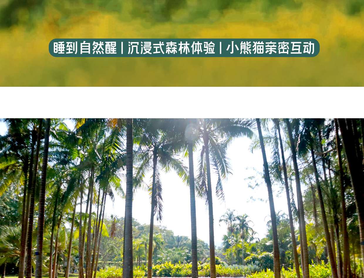 ❣️【放虎归山】云南西双版纳普洱6天5晚亲子游私家团(普洱森林公园+夜游植物园+小熊猫互动+告庄旅拍) 行程图 4
