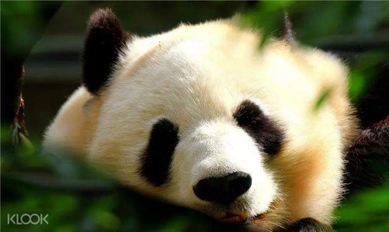 ❣️亲子广州长隆野生动物世界门票 行程图 2