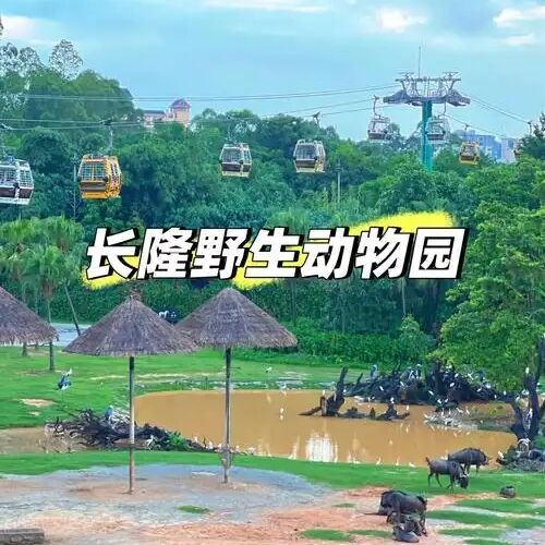 ❣️亲子广州长隆野生动物世界门票（预订时间: 出行前1天）