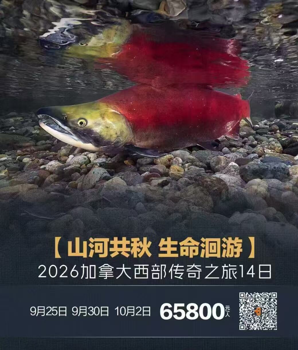 【山河共秋 生命洄游】 2026加拿大西部传奇之旅14日（从雨林到落基山 见证四年一次的鲑鱼洄游 向死而生的单程迁徙 生命璀璨如歌）